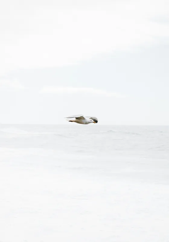 Tablou Canvas, "Pescăruș solitar deasupra mării calme", Pescăruș, Cer, Mare, Liniște, Libertate, Alb, Simplitate, Zbor, Vânt, Natură, 70 x 100 cm – poza 2