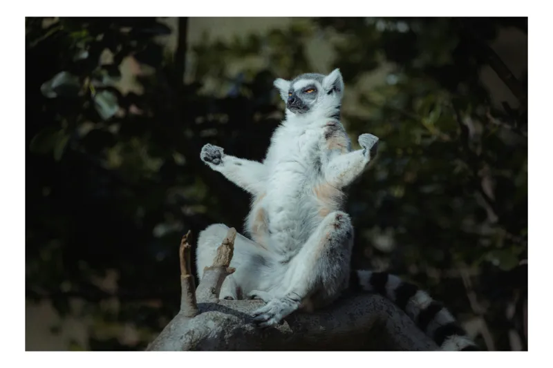 Tablou Canvas, "Lemurul în meditație la apus", Scaun, Lemur, Meditație, Relaxare, Natură, Copac, Lumini, Umbre, Blană, Postură, 70 x 50 cm