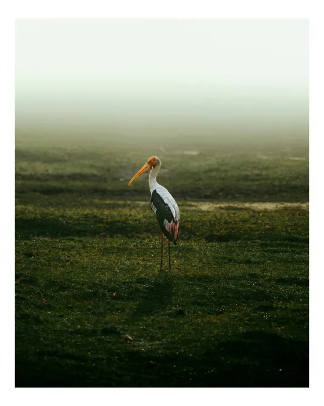Tablou Canvas, "Barza solitară în ceața dimineții", Pasăre, Câmpie, Ceață, Singurătate, Natură, Liniște, Răsărit., 100 x 100 cm