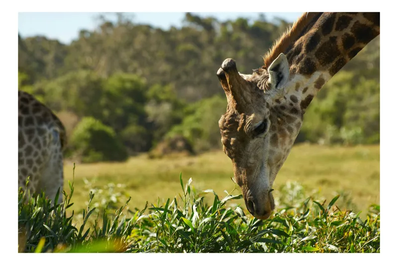 Tablou Canvas, "Girafa în habitatul natural african", Giraffe, Pasture, Browsing, Sunlit, Graceful, Nature, Tranquil, 54 x 39 cm