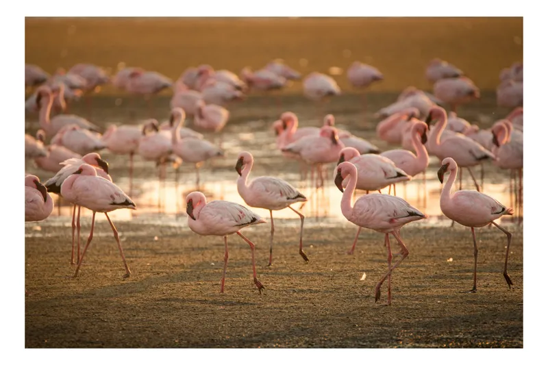 Tablou Canvas, "Dansul flamingo la apus", Roz, Flamingo, Apus, Grup, Apă, Mișcare, Cer., 54 x 39 cm