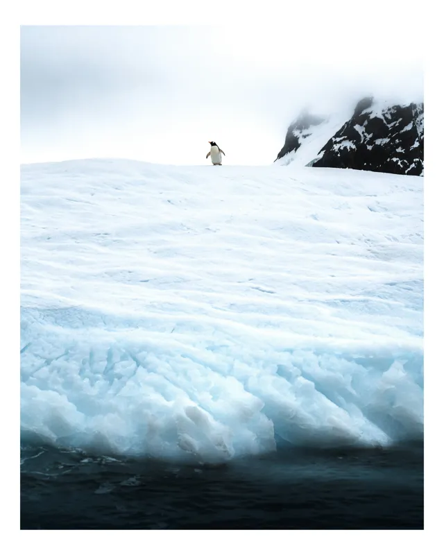 Tablou Canvas, "Un pinguin pe ghețarul înghețat", Pinguin, Zapadă, Gheață, Munte, Nor, Ocean, Antarctica, Solitudine., 50 x 70 cm