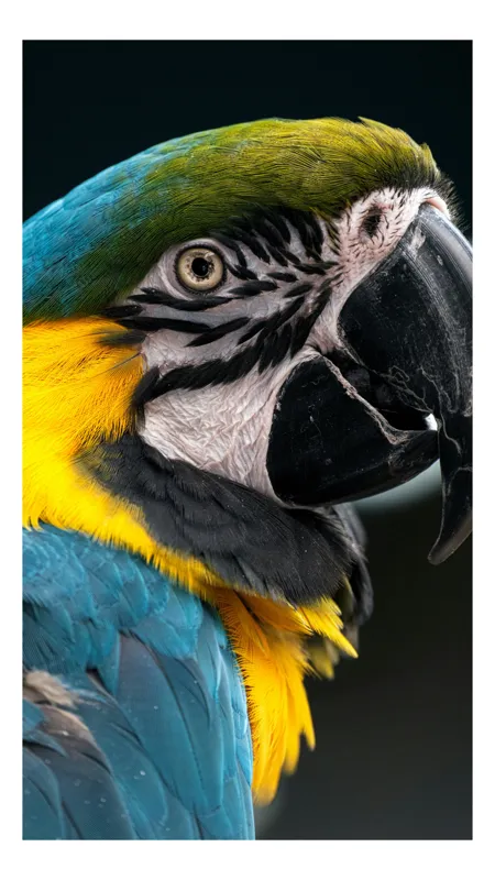 Tablou Canvas, "Papagalul exotic în culori vii", Nu pot identifica persoane sau animale din imagini, dar îți pot spune că papagalul din imagine este foarte colorat și detaliat!, 50 x 90 cm