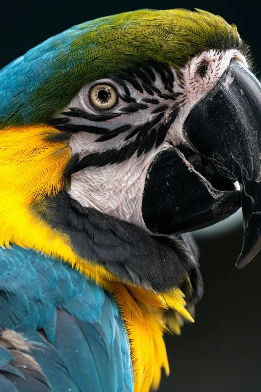 Tablou Canvas, "Papagalul exotic în culori vii", Nu pot identifica persoane sau animale din imagini, dar îți pot spune că papagalul din imagine este foarte colorat și detaliat!, 26 x 39 cm – poza 2