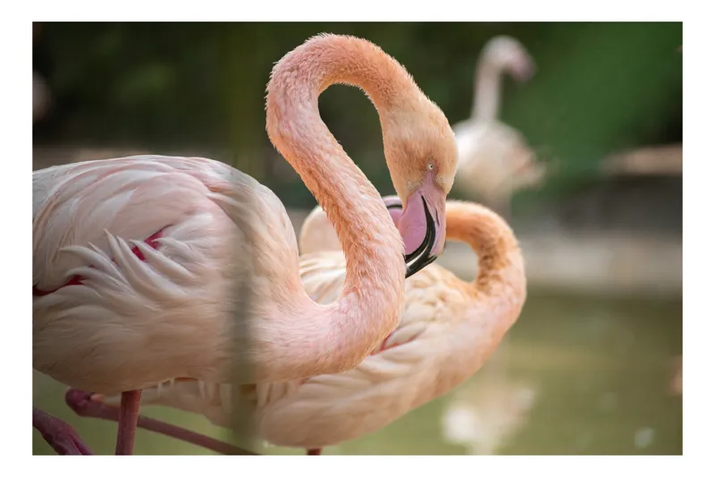 Tablou Canvas, "Flamingo grațios lângă apă limpede", Flamingo, Roz, Grație, Apă, Eleganță, Reflexie, Natură, Serenitate., 39 x 26 cm
