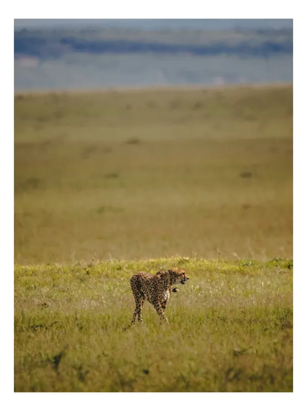 Tablou Canvas, "Ghepard singuratic în savana africană", Cheetah, Savannah, Wilderness, Solitude, Horizon, Grace, Nature, Freedom, 39 x 54 cm