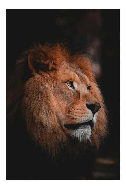 Tablou Canvas, "Privirea regala a leului majestic", Leu, Regal, Impunător, Majestuos, Nobil, 50 x 70 cm