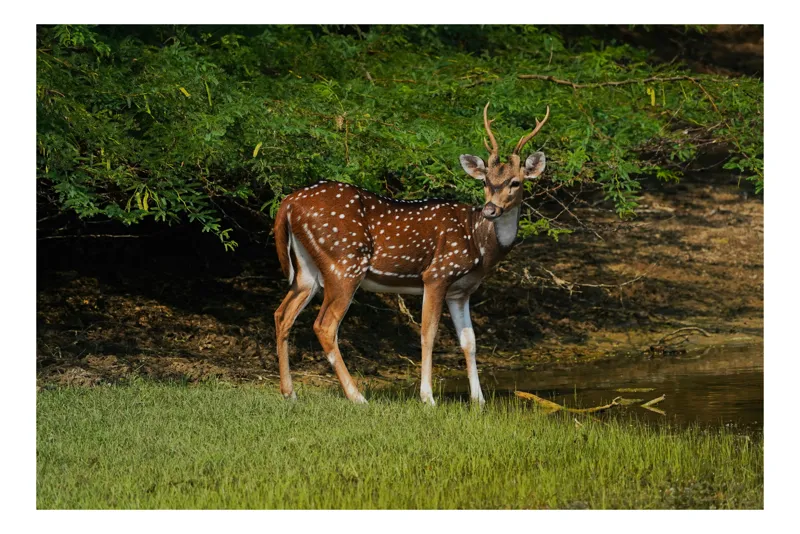 Tablou Canvas, "Cerbul pătat la marginea pădurii", Deer, Spotted, Graceful, Natural, Woodland, Serene, Peaceful, 70 x 50 cm