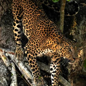 Tablou Canvas, "Leopard înfruntând umbra copacului străvechi", 100 x 100 cm – poza 2