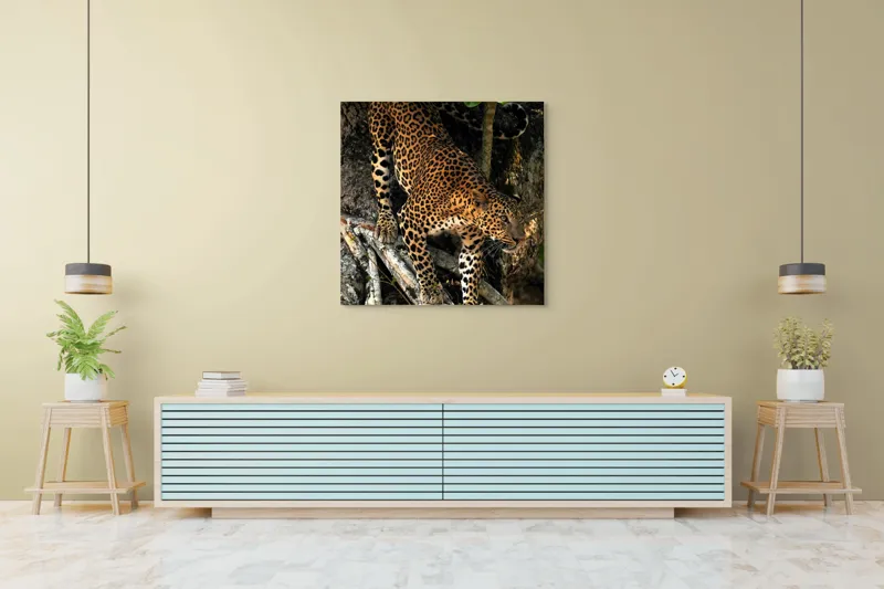 Tablou Canvas, "Leopard înfruntând umbra copacului străvechi", 100 x 100 cm – poza 5