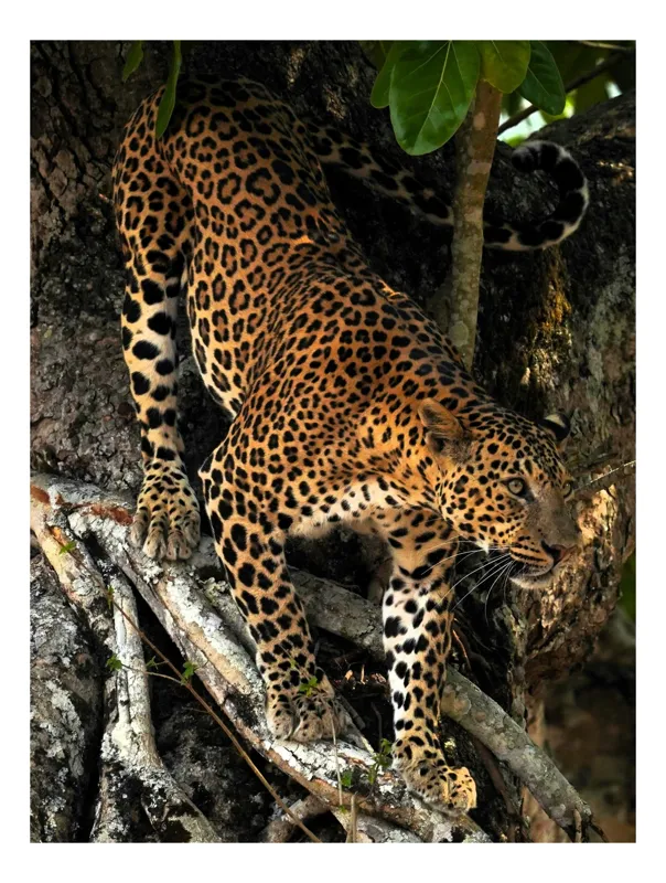 Tablou Canvas, "Leopard înfruntând umbra copacului străvechi", Nu știu cine este în imagine, dar pot spune că ilustrația arată un leopard pe un copac, într-un ambient natural., 70 x 100 cm