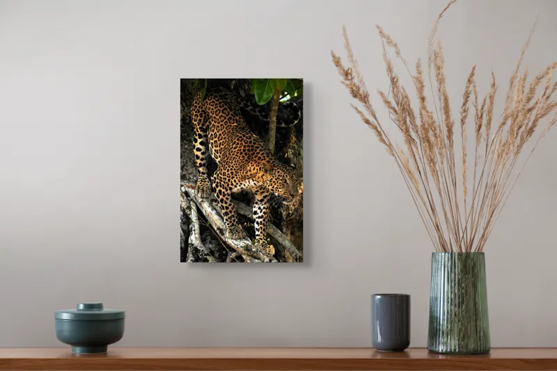 Tablou Canvas, "Leopard înfruntând umbra copacului străvechi", 26 x 39 cm – poza 5