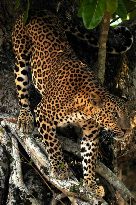 Tablou Canvas, "Leopard înfruntând umbra copacului străvechi", 26 x 39 cm – poza 2