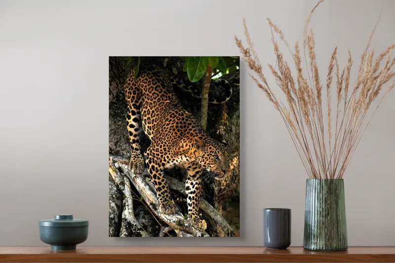 Tablou Canvas, "Leopard înfruntând umbra copacului străvechi", 39 x 54 cm – poza 3