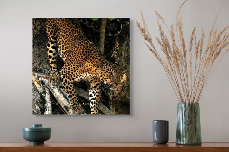 Tablou Canvas, "Leopard înfruntând umbra copacului străvechi", 50 x 50 cm – poza 4