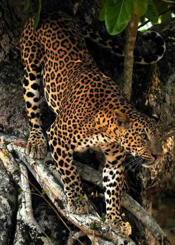 Tablou Canvas, "Leopard înfruntând umbra copacului străvechi", 50 x 70 cm – poza 2