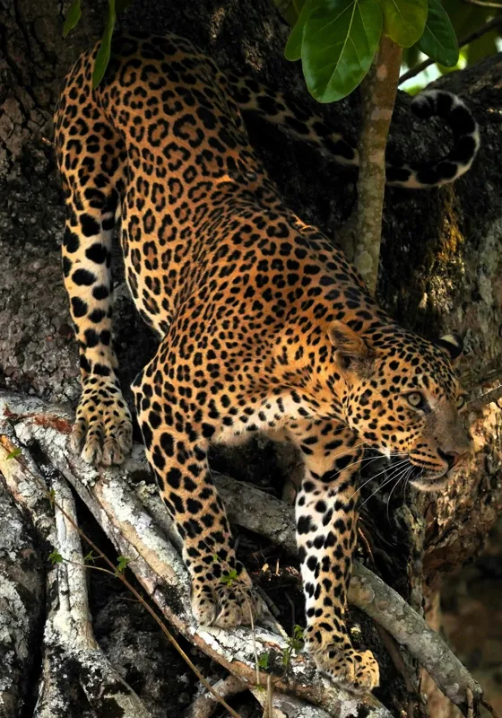 Tablou Canvas, "Leopard înfruntând umbra copacului străvechi", 70 x 100 cm – poza 2