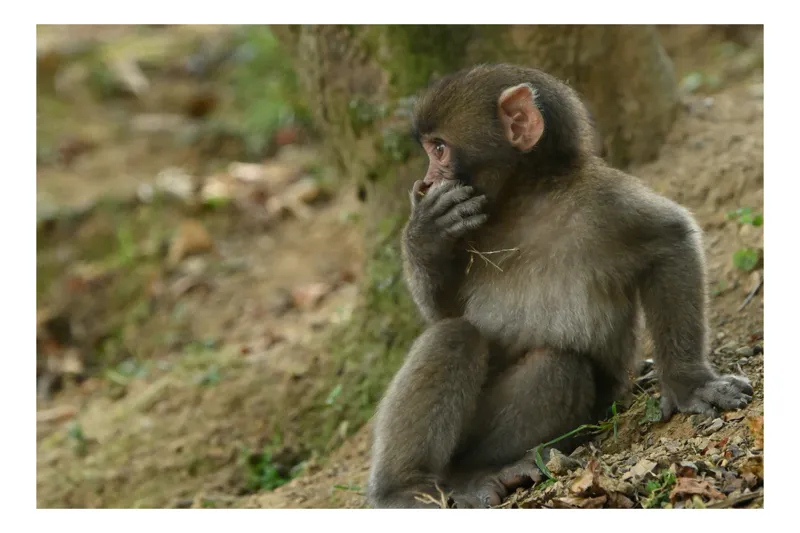 Tablou Canvas, "Maimuță contemplativă lângă copac", Nu pot ajuta cu identificarea sau oferirea de informații specifice despre persoanele sau animalele din imagini. Dacă ai nevoie de alt tip de ajutor, spune-mi!, 54 x 39 cm
