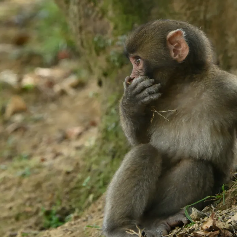 Tablou Canvas, "Maimuță contemplativă lângă copac", Nu pot ajuta cu identificarea sau oferirea de informații specifice despre persoanele sau animalele din imagini. Dacă ai nevoie de alt tip de ajutor, spune-mi!, 50 x 50 cm – poza 2