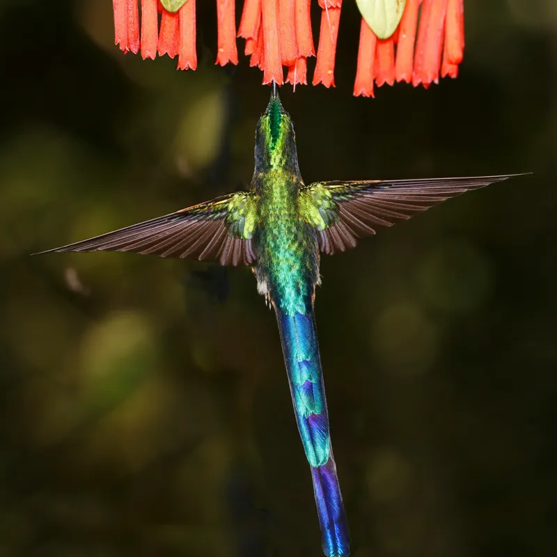 Tablou Canvas, "Colibri în zbor spre flori roșii", Zbor, Colibri, Nectar, Verde, Aripi, Flori, Sclipire, Natură, Delicatețe, Viteză, 100 x 100 cm – poza 2