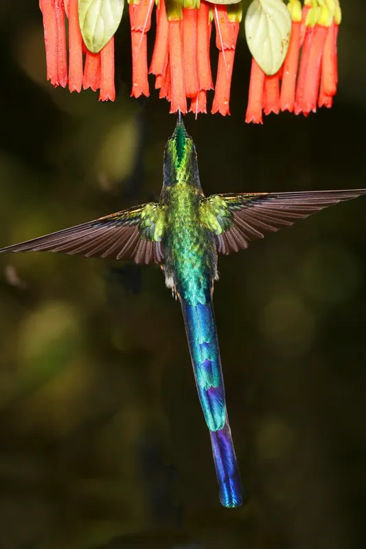 Tablou Canvas, "Colibri în zbor spre flori roșii", Zbor, Colibri, Nectar, Verde, Aripi, Flori, Sclipire, Natură, Delicatețe, Viteză, 100 x 150 cm – poza 2