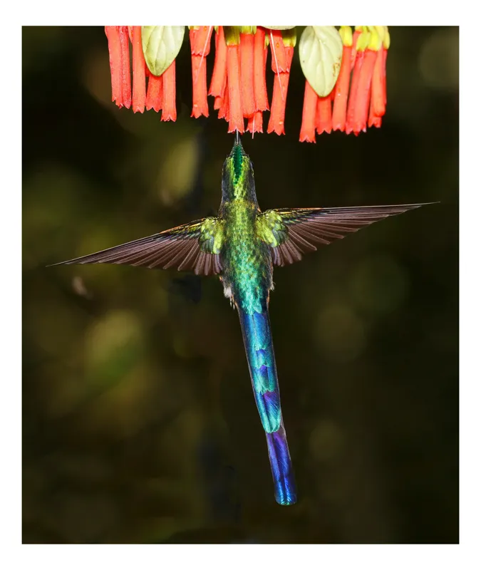 Tablou Canvas, "Colibri în zbor spre flori roșii", Zbor, Colibri, Nectar, Verde, Aripi, Flori, Sclipire, Natură, Delicatețe, Viteză, 26 x 39 cm