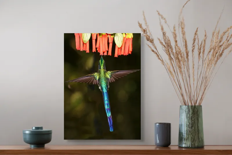Tablou Canvas, "Colibri în zbor spre flori roșii", Zbor, Colibri, Nectar, Verde, Aripi, Flori, Sclipire, Natură, Delicatețe, Viteză, 39 x 54 cm – poza 3
