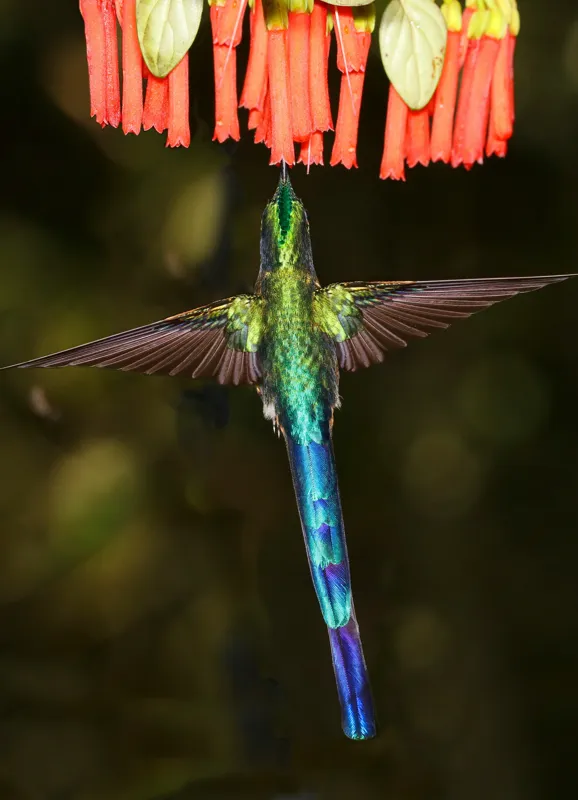 Tablou Canvas, "Colibri în zbor spre flori roșii", Zbor, Colibri, Nectar, Verde, Aripi, Flori, Sclipire, Natură, Delicatețe, Viteză, 39 x 54 cm – poza 2