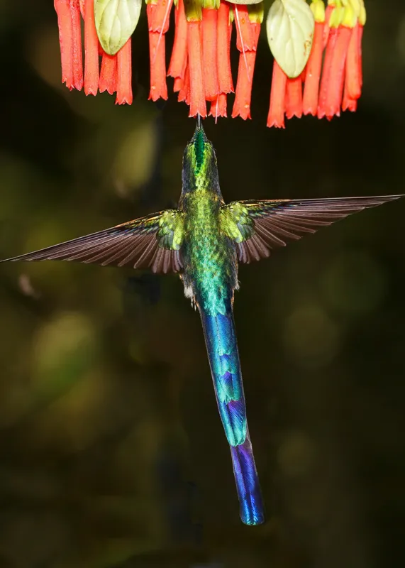 Tablou Canvas, "Colibri în zbor spre flori roșii", Zbor, Colibri, Nectar, Verde, Aripi, Flori, Sclipire, Natură, Delicatețe, Viteză, 50 x 70 cm – poza 2