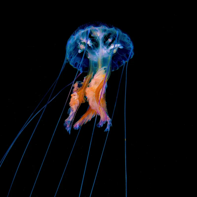 Tablou Canvas, "Meduza plutind în adâncurile oceanului", Meduză, Luminescență, Ocean, Grație, Albastru, Portocaliu, Seninătate, Eleganță, Profunzime, 100 x 100 cm – poza 2