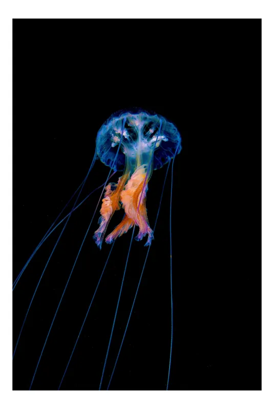 Tablou Canvas, "Meduza plutind în adâncurile oceanului", Meduză, Luminescență, Ocean, Grație, Albastru, Portocaliu, Seninătate, Eleganță, Profunzime, 50 x 90 cm