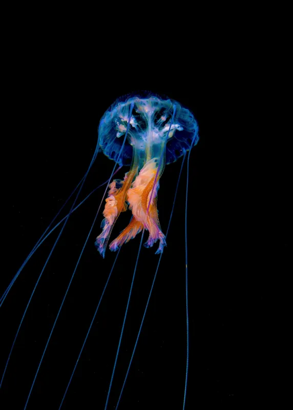 Tablou Canvas, "Meduza plutind în adâncurile oceanului", Meduză, Luminescență, Ocean, Grație, Albastru, Portocaliu, Seninătate, Eleganță, Profunzime, 50 x 70 cm – poza 2