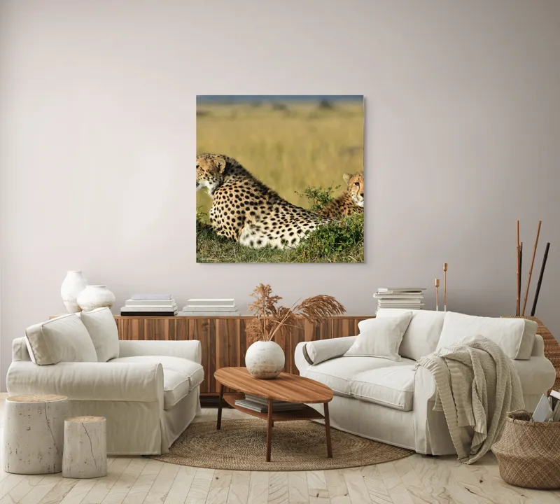 Tablou Canvas, "Gheparzi odihnindu-se în savană africană", Cheetah, Savanna, Relaxing, Alert, Spotted, Elegant, Graceful, Majestic, 100 x 100 cm – poza 3