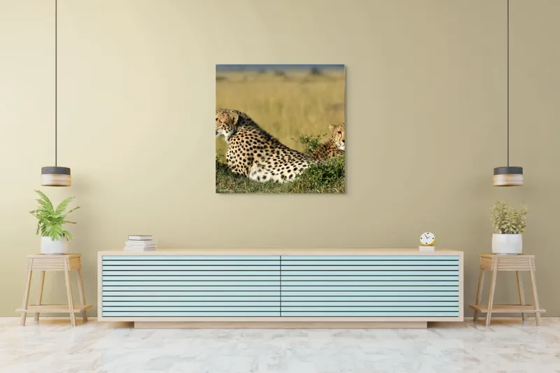 Tablou Canvas, "Gheparzi odihnindu-se în savană africană", Cheetah, Savanna, Relaxing, Alert, Spotted, Elegant, Graceful, Majestic, 100 x 100 cm – poza 5