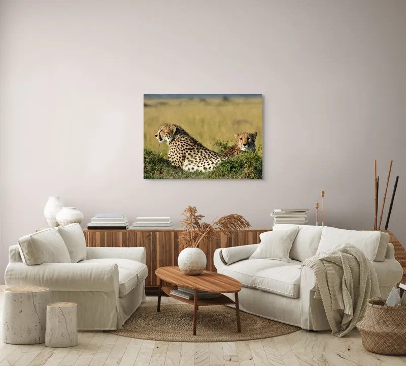 Tablou Canvas, "Gheparzi odihnindu-se în savană africană", Cheetah, Savanna, Relaxing, Alert, Spotted, Elegant, Graceful, Majestic, 100 x 70 cm – poza 3