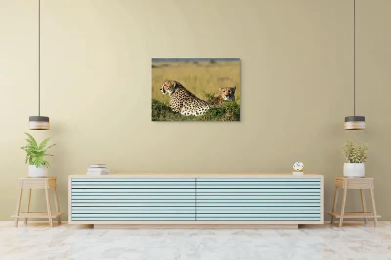 Tablou Canvas, "Gheparzi odihnindu-se în savană africană", Cheetah, Savanna, Relaxing, Alert, Spotted, Elegant, Graceful, Majestic, 100 x 70 cm – poza 4