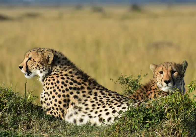 Tablou Canvas, "Gheparzi odihnindu-se în savană africană", Cheetah, Savanna, Relaxing, Alert, Spotted, Elegant, Graceful, Majestic, 100 x 70 cm – poza 2