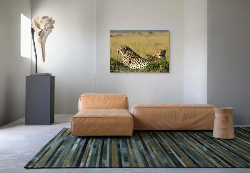 Tablou Canvas, "Gheparzi odihnindu-se în savană africană", Cheetah, Savanna, Relaxing, Alert, Spotted, Elegant, Graceful, Majestic, 100 x 70 cm – poza 7