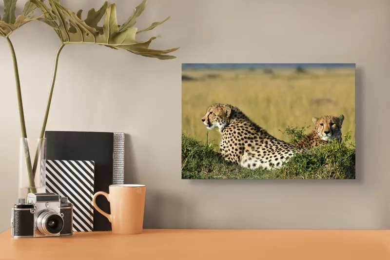 Tablou Canvas, "Gheparzi odihnindu-se în savană africană", Cheetah, Savanna, Relaxing, Alert, Spotted, Elegant, Graceful, Majestic, 39 x 26 cm – poza 3