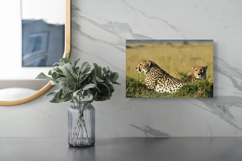 Tablou Canvas, "Gheparzi odihnindu-se în savană africană", Cheetah, Savanna, Relaxing, Alert, Spotted, Elegant, Graceful, Majestic, 39 x 26 cm – poza 5