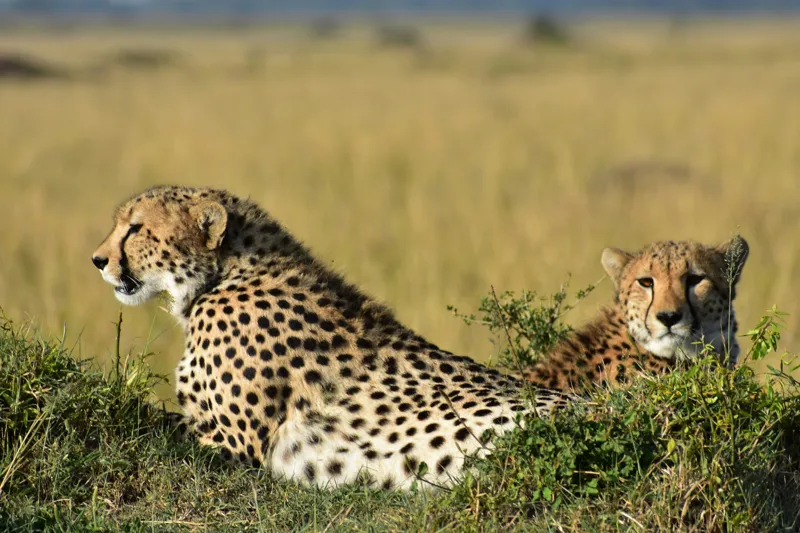 Tablou Canvas, "Gheparzi odihnindu-se în savană africană", Cheetah, Savanna, Relaxing, Alert, Spotted, Elegant, Graceful, Majestic, 39 x 26 cm – poza 2