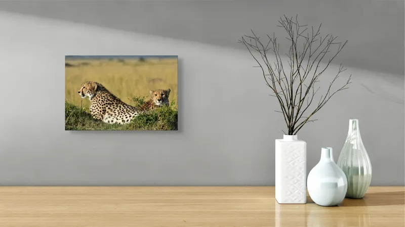 Tablou Canvas, "Gheparzi odihnindu-se în savană africană", Cheetah, Savanna, Relaxing, Alert, Spotted, Elegant, Graceful, Majestic, 39 x 26 cm – poza 8