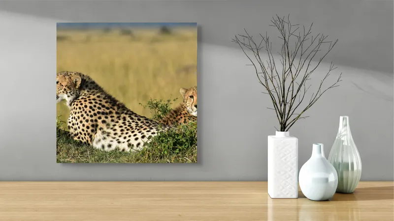 Tablou Canvas, "Gheparzi odihnindu-se în savană africană", Cheetah, Savanna, Relaxing, Alert, Spotted, Elegant, Graceful, Majestic, 50 x 50 cm – poza 3