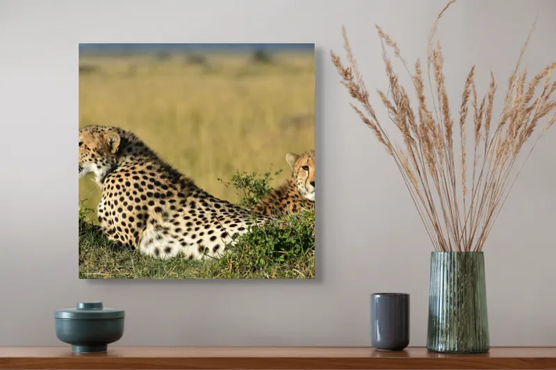 Tablou Canvas, "Gheparzi odihnindu-se în savană africană", Cheetah, Savanna, Relaxing, Alert, Spotted, Elegant, Graceful, Majestic, 50 x 50 cm – poza 4