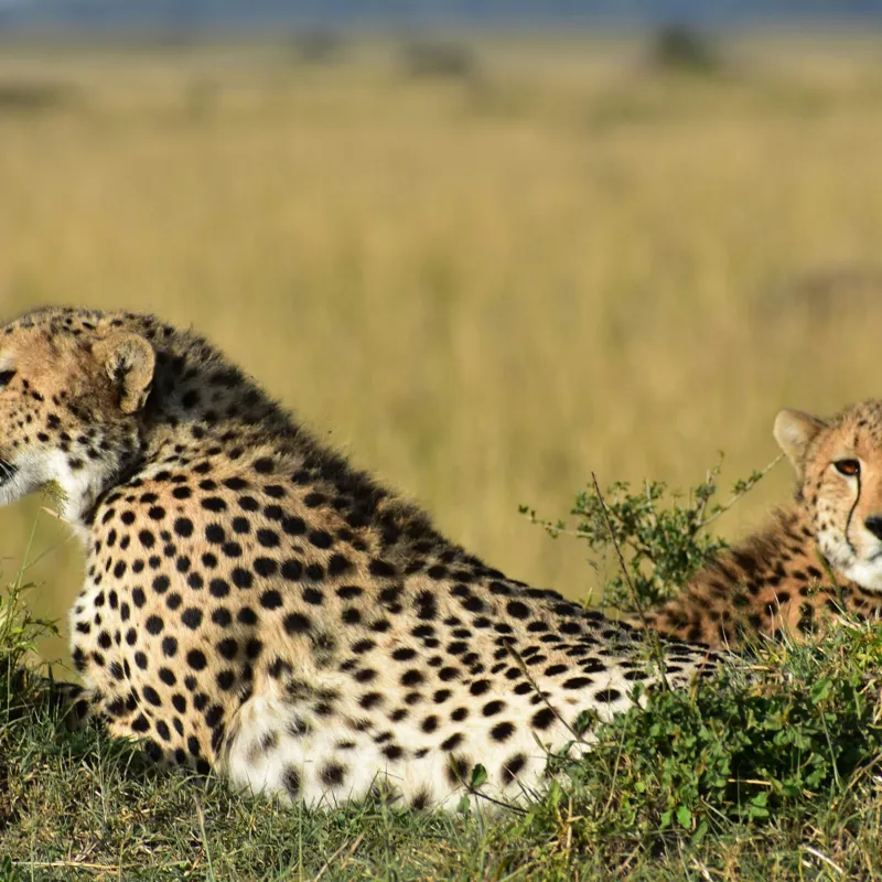 Tablou Canvas, "Gheparzi odihnindu-se în savană africană", Cheetah, Savanna, Relaxing, Alert, Spotted, Elegant, Graceful, Majestic, 50 x 50 cm – poza 2