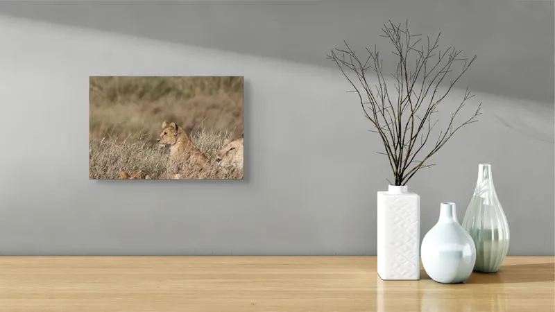 Tablou Canvas, "Leoaică tânără pândind în savană", Leu, Savana, Iarbă, Vulturare, Observare, 39 x 26 cm – poza 8