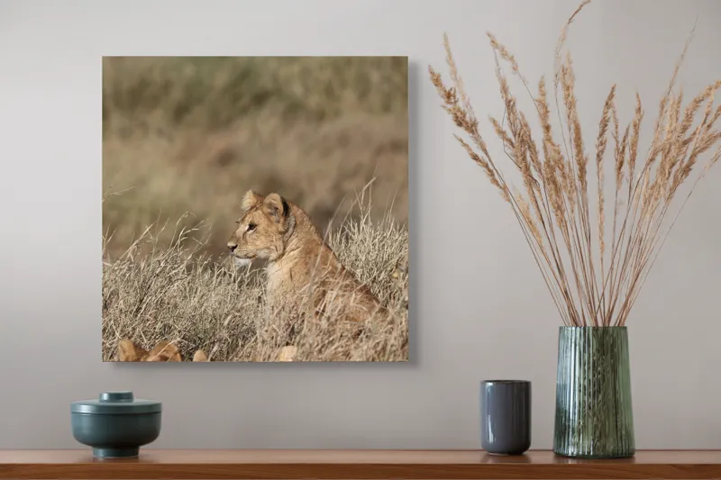 Tablou Canvas, "Leoaică tânără pândind în savană", Leu, Savana, Iarbă, Vulturare, Observare, 50 x 50 cm – poza 4