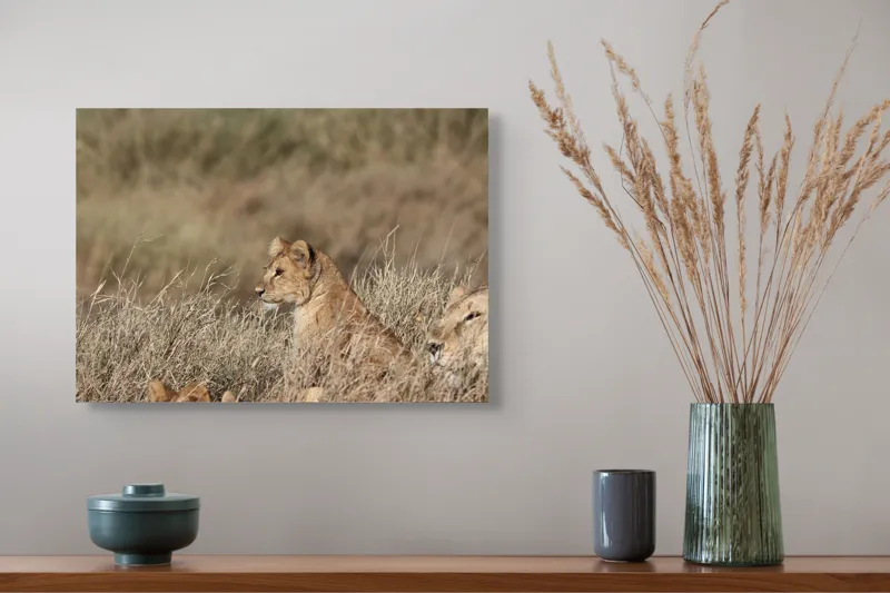 Tablou Canvas, "Leoaică tânără pândind în savană", Leu, Savana, Iarbă, Vulturare, Observare, 54 x 39 cm – poza 4