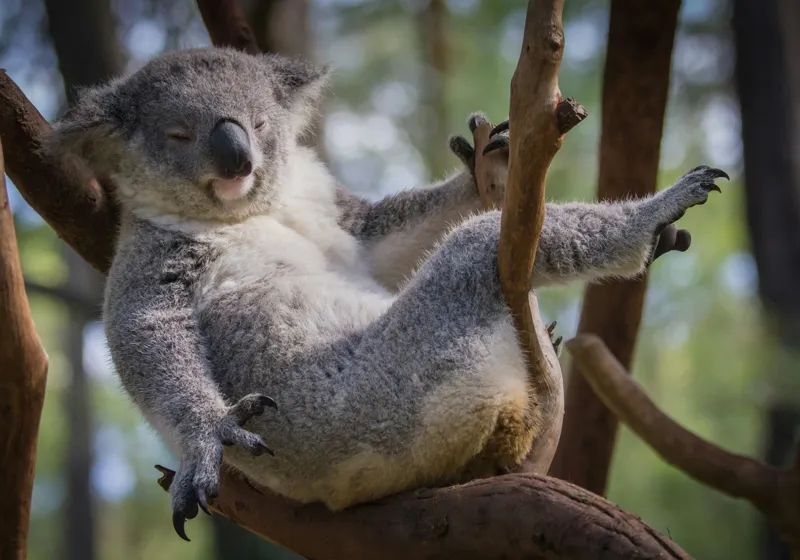 Tablou Canvas, "Visul unui koala pe ramură", Somn, Relaxează, Natură, Blană, Crengi, Eucalipt, Liniște, Odihnă, Koala, 100 x 70 cm – poza 2