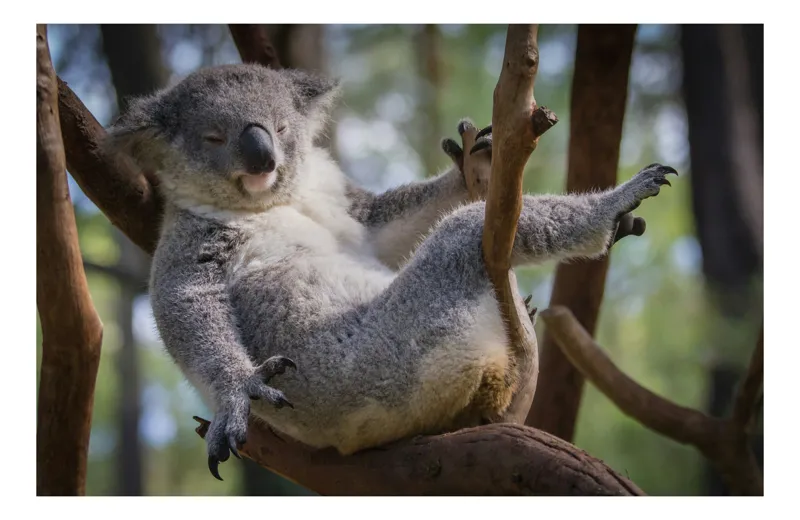 Tablou Canvas, "Visul unui koala pe ramură", Somn, Relaxează, Natură, Blană, Crengi, Eucalipt, Liniște, Odihnă, Koala, 50 x 50 cm